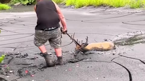 Buck stuck in mud was in need of a rescuer! 🥺 ViralHog