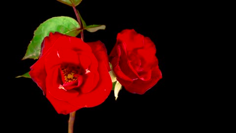 A couple of red roses on a branch opens