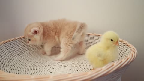 Kittens walk with a tiny chicken