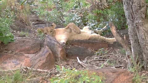 Adorable Lion Cubs Playing Together