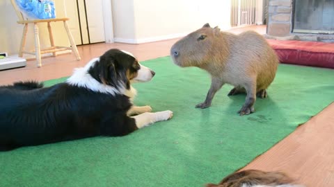 A puppy and a pufferfish share gentle kisses in a heartwarming encounter