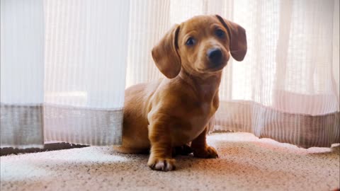 Dog Lovers Get Surprised By A Box Of Puppies