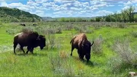 Wild American Bison (Buffalo) @JerryChambliss