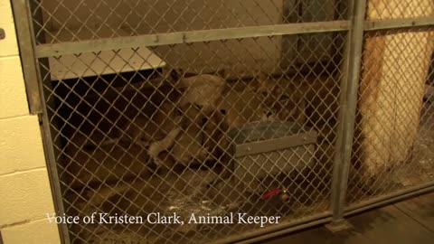 African Lion Cubs Meet Their Father, Luke