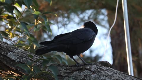 #birds #birdlovers #crow #videography 🙏