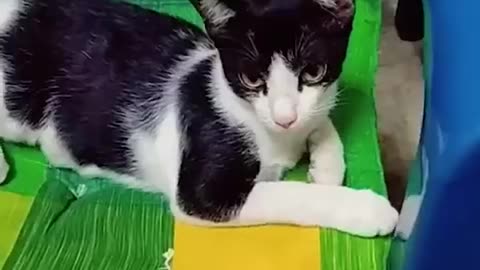 Funny cat videos 👱👱👱🙀😾😽😹😻😻😼😺