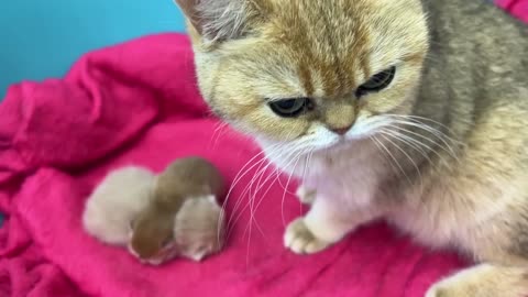 Mother cat meows loudly and asks to be petted while newborn kittens sleep