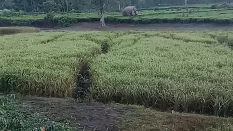 Elephant in our village