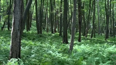 Delaware Water Gap trail sounds