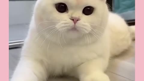 Very Cute White Cat Being Pampered 🥰🥰🥰🥰🥰 | Adorable Cat Video 😍😍😍 | Daily Funny Pets 🐶🐱🐶🐱🐶🐱