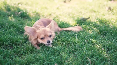 Adorable funny longhair dog chihuahua playing with a stick in park Beautiful little dog