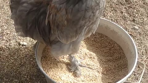 A happy little rooster.