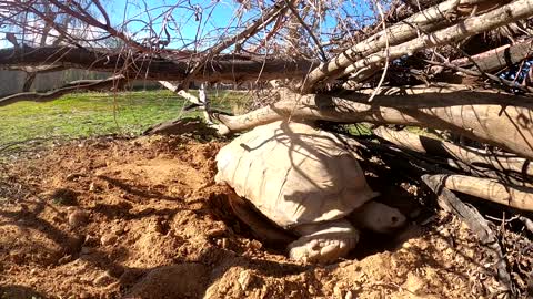 Tortoise Laying Eggs-3