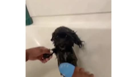 bathing dog