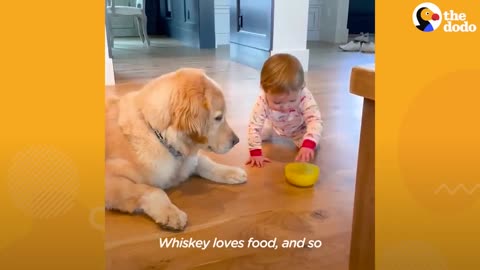 Golden Runs To His Baby Sister's Crib Every Morning | The Dodo