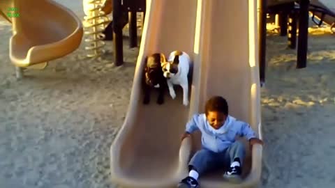 Funny and Cute Puppies on Slides Compilation