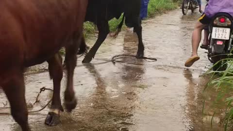 Spooked Cow Clobbers Scooterist