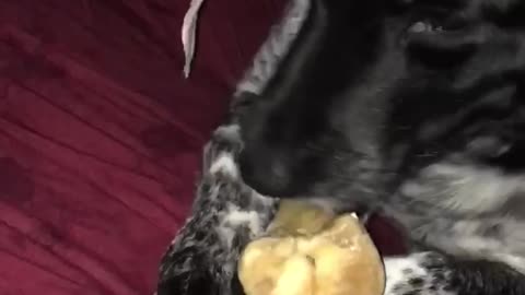 dog chews bone