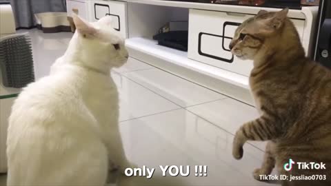 Cats talking ~ these cats can speak english ~ the cuteness of the cat playing and talking