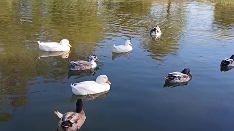 Beautiful ducks in Georgetown river