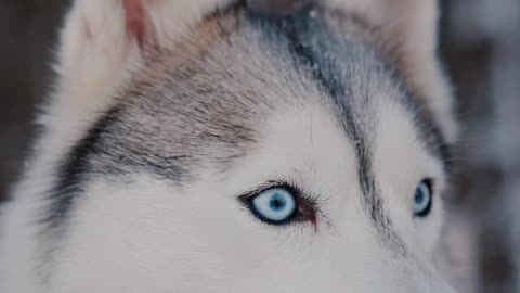 Close-Up Video of a Siberian Husky Looking Around