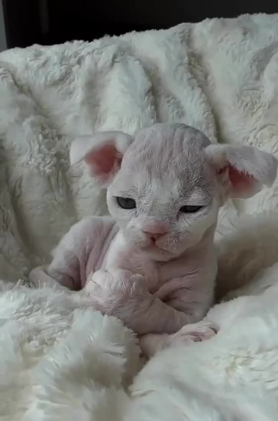 Kitty Rumble Little kitty