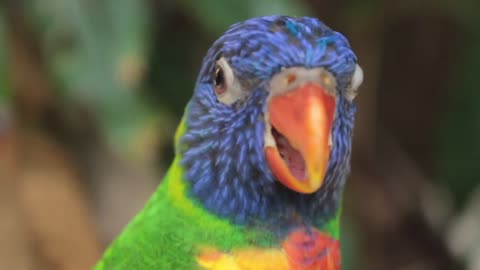 Beautiful Parrot Video