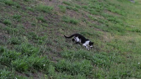 The cat caught the mouse. She holds her teeth