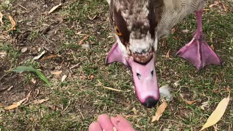 Egyptian Geese Ducks Hand Fed Hungry Birds