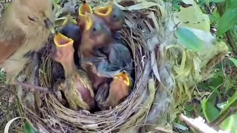 Bird brooding & Baby Eating