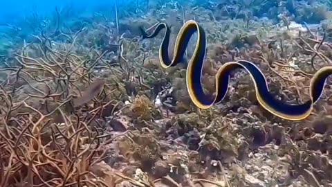 Underwater nature view!! Beautiful view nature status