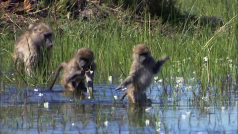 Nature Makes You Happy BBC Earth