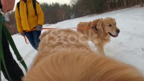 Two golden retriever dogs walking winter forest with family