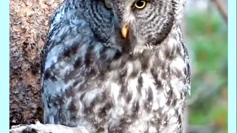 Birds use thermals to lift them through the air.