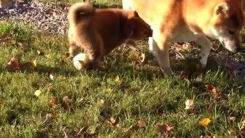 Puppy playing baseball