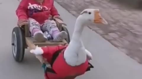 Cute baby duck viral funny video