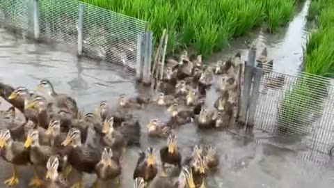 Rice field full of Ducks