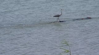 Heron catches a ride on hippo - South Africa