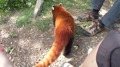 Red Panda Close Encounter @ the Wellington Zoo