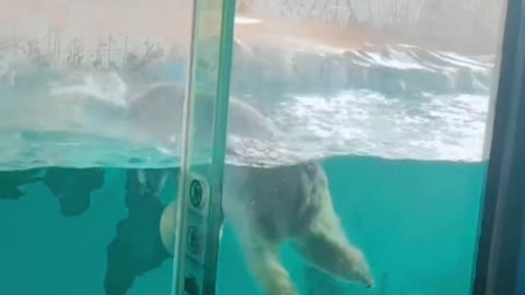 Pet polar bear is capable of # swimming