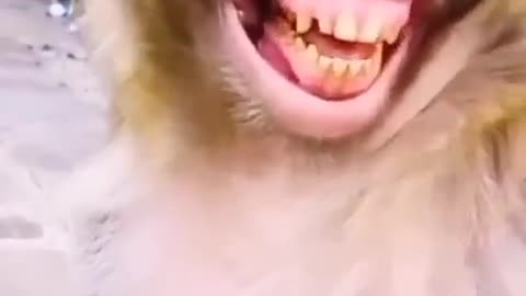 Monkey laughing