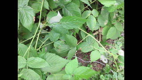 Oh Sweet Wild Raspberries Aug 2021