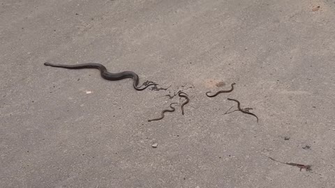 OMG! Snake was giving birth (not to Eggs) but Baby Snakes