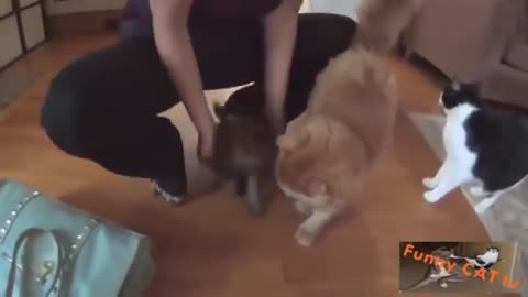 Funny video || Cats and Dogs meeting Each other for the first time || Pets lover