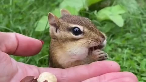 Funny Tiktok Chipmunk #shorts funny animal