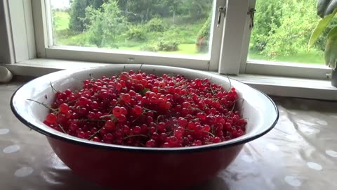 RED CURRANTS