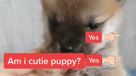 am the puppy without front legs, am I still cute ?