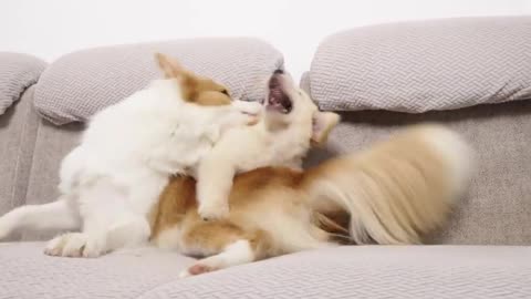 Golden Retriever Puppy Meets New Dog for the First Time Border Collie 22