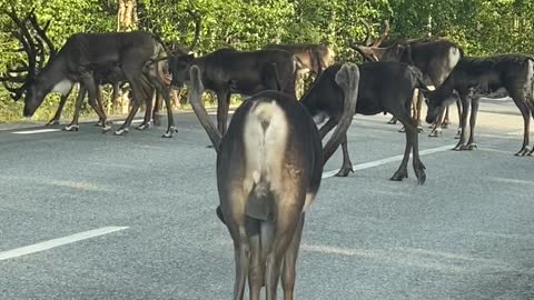 Reindeer Holds up Traffic for a Toilet Stop