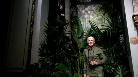 Jane Goodall says wax statue a reminder of her 'best days'